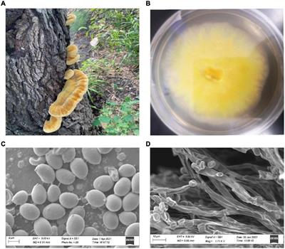 Whole-genome assembly and analysis of a medicinal fungus: Inonotus hispidus